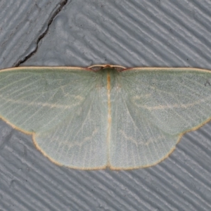 Chlorocoma dichloraria at Lilli Pilli, NSW - 28 May 2020