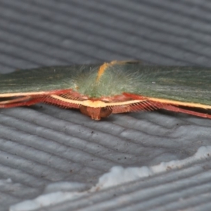 Chlorocoma dichloraria at Lilli Pilli, NSW - 28 May 2020