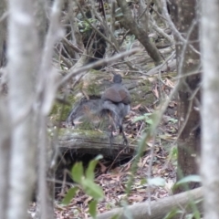 Menura novaehollandiae (Superb Lyrebird) at Black Range, NSW - 1 Jun 2020 by MatthewHiggins