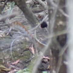 Menura novaehollandiae at Black Range, NSW - 1 Jun 2020