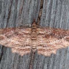 Chloroclystis filata (Filata Moth, Australian Pug Moth) at Lilli Pilli, NSW - 28 May 2020 by jb2602