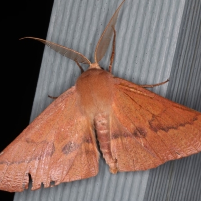 Monoctenia falernaria (Patched Leaf Moth) at Lilli Pilli, NSW - 28 May 2020 by jb2602