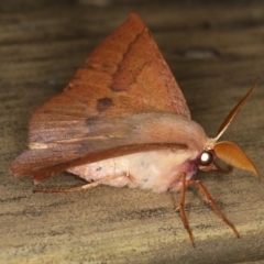 Monoctenia falernaria at Lilli Pilli, NSW - 28 May 2020