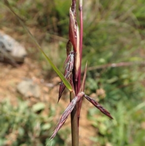 Cymbopogon refractus at Cook, ACT - 1 Jun 2020