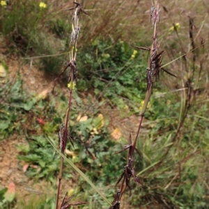 Cymbopogon refractus at Cook, ACT - 1 Jun 2020