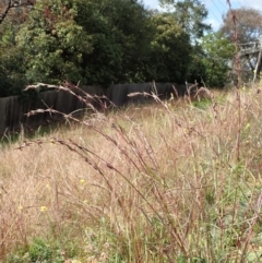 Cymbopogon refractus at Cook, ACT - 1 Jun 2020