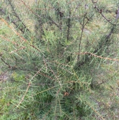Hakea teretifolia (Dagger Hakea) at Wingecarribee Local Government Area - 30 May 2020 by Penrosian