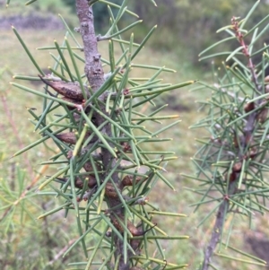 Hakea teretifolia at Penrose - 30 May 2020 11:26 PM