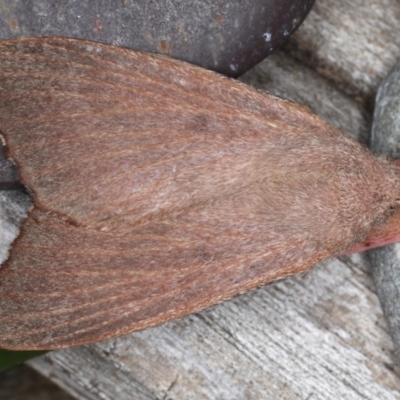 Pararguda rufescens (Rufous Snout Moth) at Lilli Pilli, NSW - 28 May 2020 by jb2602