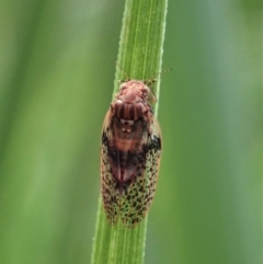 Lasiopsylla sp. (genus) (Psyllid or Lerp insect) at Cook, ACT - 1 Jun 2020 by CathB