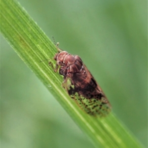 Lasiopsylla sp. (genus) at Cook, ACT - 1 Jun 2020