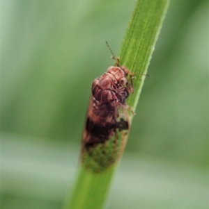 Lasiopsylla sp. (genus) at Cook, ACT - 1 Jun 2020