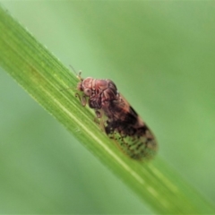 Lasiopsylla sp. (genus) at Cook, ACT - 1 Jun 2020