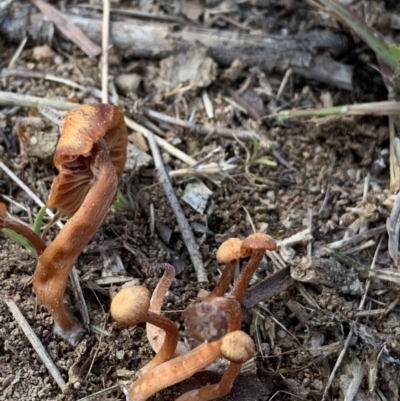 Laccaria sp. (Laccaria) at Sth Tablelands Ecosystem Park - 30 May 2020 by JanetRussell