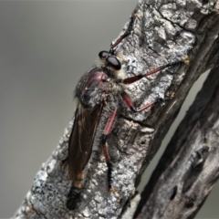 Neoaratus hercules at Bournda National Park - 13 Jan 2019 by AndrewMcCutcheon