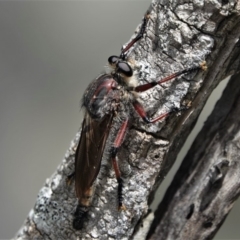 Unidentified Robber fly (Asilidae) (TBC) at Tathra, NSW - 13 Jan 2019 by AndrewMcCutcheon