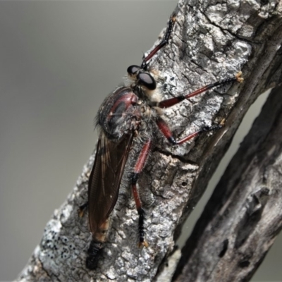Unidentified Robber fly (Asilidae) at Tathra, NSW - 13 Jan 2019 by AndrewMcCutcheon