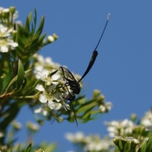 Gasteruption sp. (genus) at Black Range, NSW - 4 Jan 2019 05:00 PM