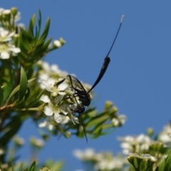 Gasteruption sp. (genus) (Gasteruptiid wasp) at Black Range, NSW - 4 Jan 2019 by AndrewMcCutcheon