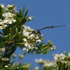 Gasteruption sp. (genus) at Black Range, NSW - 4 Jan 2019