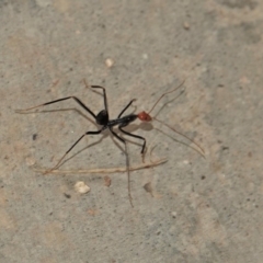 Leptomyrmex erythrocephalus (Spider ant) at Black Range, NSW - 8 Apr 2019 by AndrewMcCutcheon