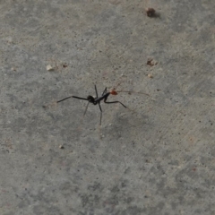 Leptomyrmex erythrocephalus at Black Range, NSW - 8 Apr 2019 12:24 PM