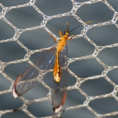 Nymphes myrmeleonoides (Blue eyes lacewing) at Black Range, NSW - 19 Jan 2016 by AndrewMcCutcheon