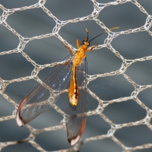 Nymphes myrmeleonoides at Black Range, NSW - 19 Jan 2016