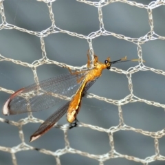 Nymphes myrmeleonoides at Black Range, NSW - 19 Jan 2016