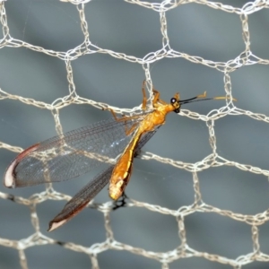 Nymphes myrmeleonoides at Black Range, NSW - 19 Jan 2016