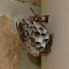 Polistes (Polistella) humilis at Black Range, NSW - 1 Jan 2017