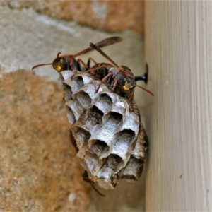 Polistes (Polistella) humilis at Black Range, NSW - 1 Jan 2017