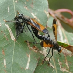 Orthogonis ornatipennis (Robber Fly) at Black Range, NSW - 30 Jan 2016 by AndrewMcCutcheon