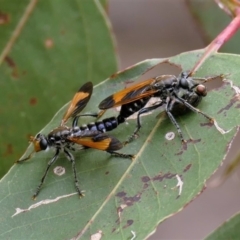 Orthogonis ornatipennis at Black Range, NSW - 30 Jan 2016 10:29 AM