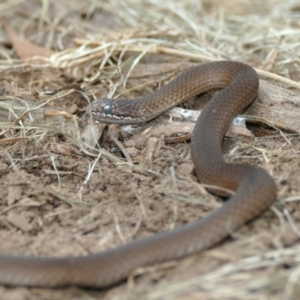 Drysdalia coronoides at Black Range, NSW - 11 Dec 2016 02:11 PM