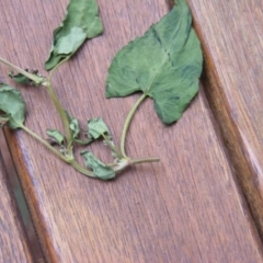 Rumex sagittatus at Deakin, ACT - 30 May 2020