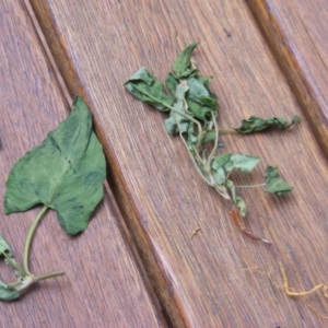 Rumex sagittatus at Deakin, ACT - 30 May 2020