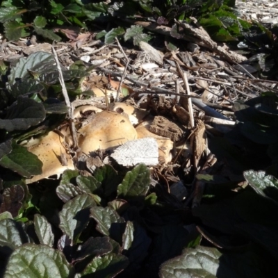 Unverified Fungus at Sth Tablelands Ecosystem Park - 30 May 2020 by AndyRussell
