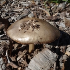 Volvopluteus gloiocephalus (Big Sheath Mushroom) at Molonglo Valley, ACT - 30 May 2020 by AndyRussell