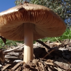 Volvopluteus gloiocephalus at Molonglo Valley, ACT - 30 May 2020