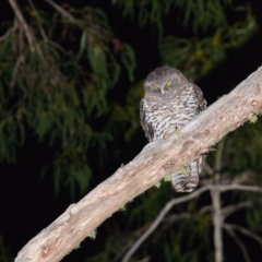 Ninox strenua (Powerful Owl) at Uriarra Village, ACT - 31 May 2020 by kdm