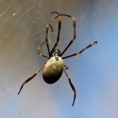 Trichonephila plumipes (Humped golden orb weaver) at Wallagoot, NSW - 8 May 2020 by RossMannell