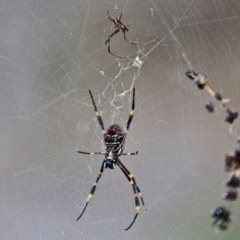 Nephila plumipes at Wallagoot, NSW - 8 May 2020