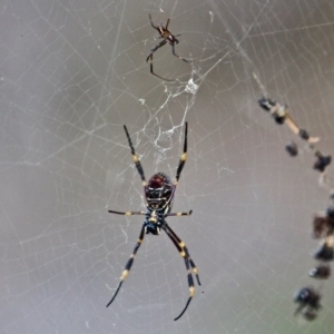 Nephila plumipes at Wallagoot, NSW - 8 May 2020