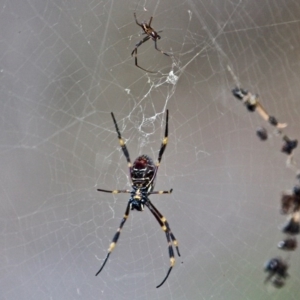 Nephila plumipes at Wallagoot, NSW - 8 May 2020 02:46 PM