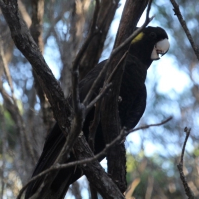 Zanda funerea (Yellow-tailed Black-Cockatoo) at Wallagoot, NSW - 2 May 2020 by RossMannell