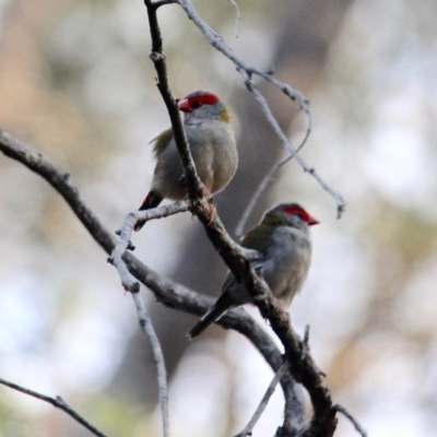 Neochmia temporalis (Red-browed Finch) at Nelson Beach - 14 May 2020 by RossMannell