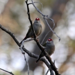 Neochmia temporalis at Nelson, NSW - 14 May 2020 02:42 PM