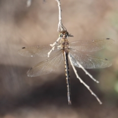 Hemicordulia australiae (Australian Emerald) at Bournda Environment Education Centre - 19 May 2020 by RossMannell