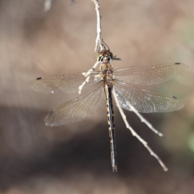 Hemicordulia australiae (Australian Emerald) at Bournda National Park - 19 May 2020 by RossMannell